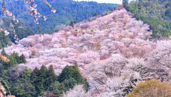 吉野・奥吉野